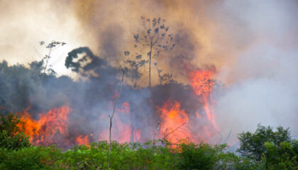 Incendies Amazonie